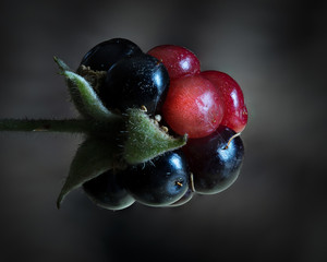 Blackberry Fruit