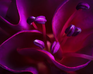 Abstract image of Pink fuschia flower