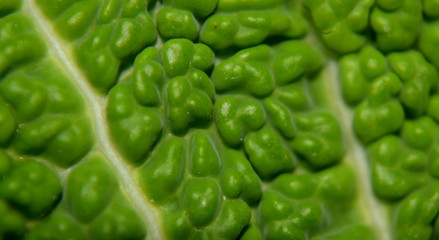 Cabbage