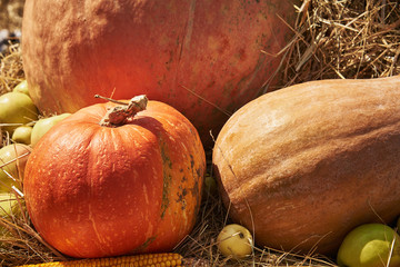 Still life with orange pumpkins, apples and corn