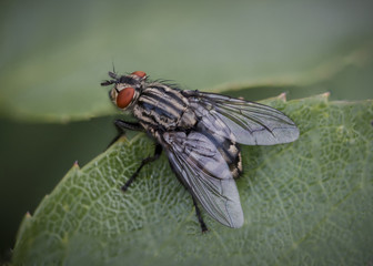 Fly on leaf