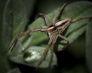 Spider on Leaf with waterdrop