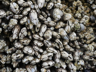 clams shells seashells on the rocks at the beach
