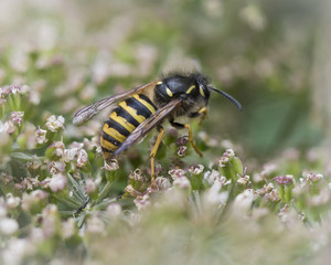 Wasp on flower blossom