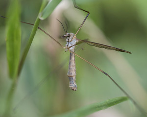 Crane fly in amongst grass
