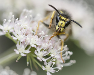 Wasp on Flower
