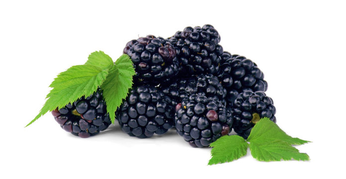 Ripe blackberries with leaves. Isolated on white. Curative berry. Diet.
