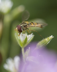 Marmalade Hover Fly in Flower