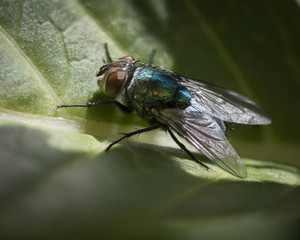 Ble fly on Green Leaf