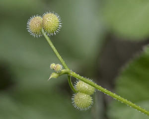 Green, gone to seed weed plant