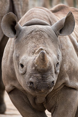 Obraz premium Young Rhinoceros