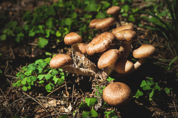 Close-up Edible mushrooms of honey agarics in a coniferous forest. Group of mushrooms in a natural environment growing in thickets of green clover