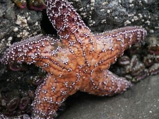 starfish on the beach