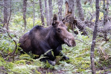 Moose Animal laying down in the forest