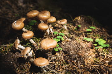 Close-up Edible mushrooms of honey agarics in a coniferous forest. Group of mushrooms in the natural environment