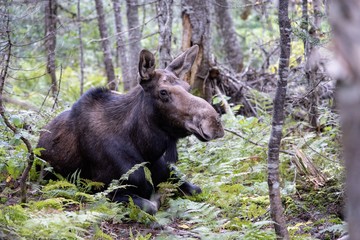 Wild female moose laying in the woods