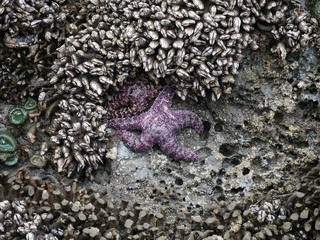 starfish and shells on the beach