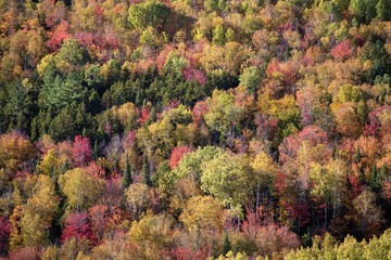 Multicolore trees during canadian autumn season