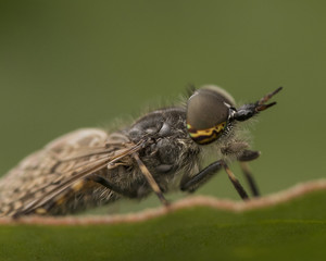 closeup macro image of Hover fly on green leaf