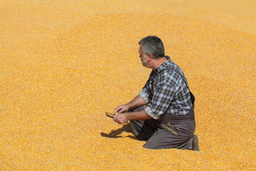 Corn harvest, farmer or agronomist examining heap of crop and using tablet to calculate