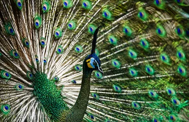 Tableaux ronds sur plexiglas Paon Beautiful Thai peacock head