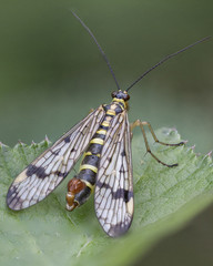 Scorpion fly insect