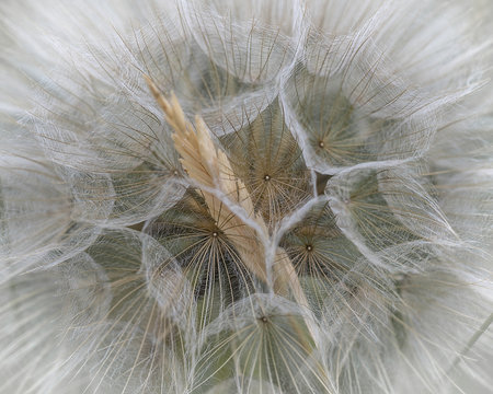 Large Dandelion flower seed head, abstract image.