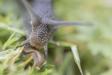 Slug and Snail closeup