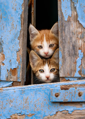 Curious kittens peering out of an old blue wooden window shutter, Greece