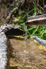 An old tree trunk is used as a through and is being filled by a flow pipe made from a second trunk. Image from the Italian Dolomites on a summer morning. Focus is on the dripping water.