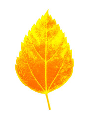 autumn leaf isolated on white background.