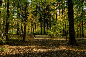 Obraz premium Footpath in the sun in the autumn yellow forest