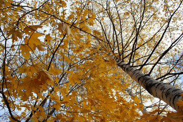 Fototapeta premium Beautiful autumn tree view from below the trunk