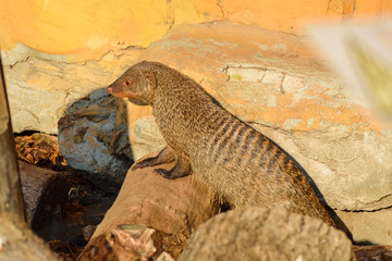 mongoose  in Moscow zoo