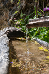 An old tree trunk is used as a through and is being filled by a flow pipe made from a second trunk. Image from the Italian Dolomites on a summer morning. Focus is on the dripping water.