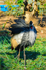 Naklejka premium crowned crane in Moscow Zoo