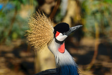 Black crowned crane in Moscow Zoo