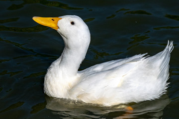 Heavy white duck (Anas platyrhynchos domesticus)