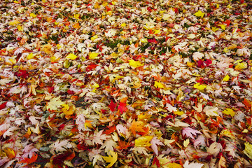 colorful ground with leaves in Quebec