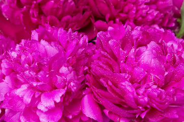 water drops on the peonies