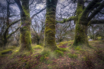 woodland scene in england uk 