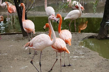 pink flamingo. Amazingly beautiful plumage and Regal bearing rightfully puts flamingos in the ranks of the first handsome among the birds. 