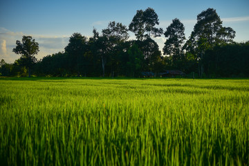 Beautiful Green field of rice background.