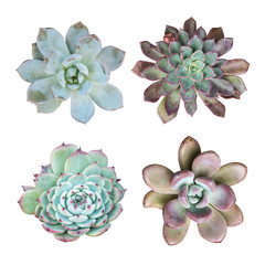 Macro of succulent plant in the desert collection