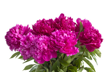 bouquet of peonies on a white background