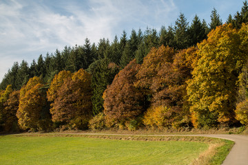 Bäume im Herbst