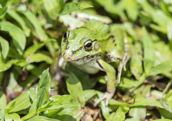 portrait of a green frog in the grass