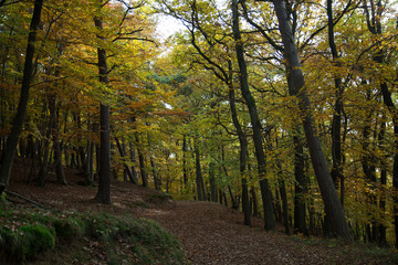 Fototapeta premium Bäume im Herbst
