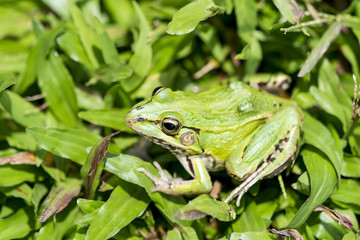 portrait of a green frog in the grass