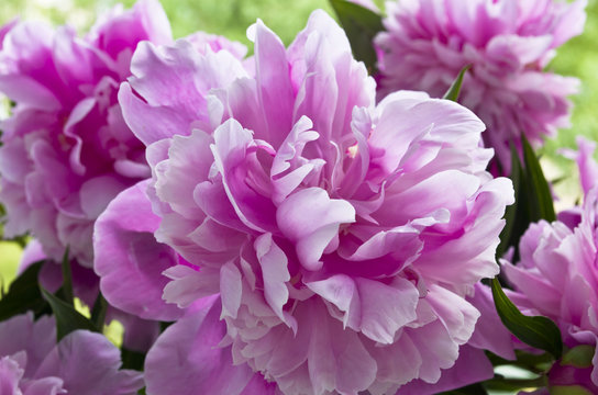 pink peonies on a background of green foliage